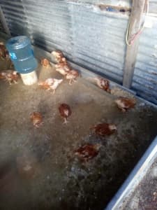 Chickens Hyline Brown 15wks old at Weds 13th Mar. Will lay in Apr
