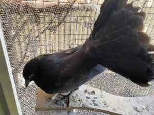 Fantail pigeons & Nun X pigeon