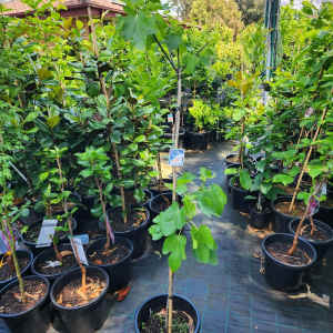 1.9m Black Genoa Fig Fruit Tree in 330mm pot