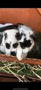 2 x desexed male mini lop ear bunnies