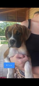 Beautiful and Lovely Natured Purebred Boxer Pups