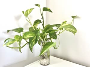 Water Vase Plant - Golden Pothos / Devil’s Ivy