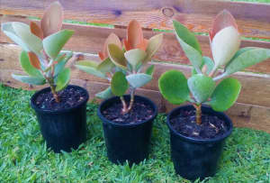 Copper Spoon Succulents