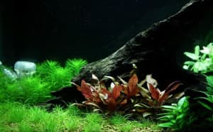 Alternanthera Reineckii Mini - Red plant for aquarium / fish tank - $4