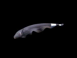 Black Ghost Knife Fish - Buy Live Fish Online -Melbourne Tropical Fish