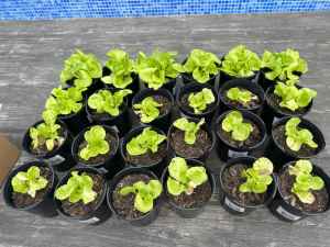 Free Cos Lettuce Seedlings
