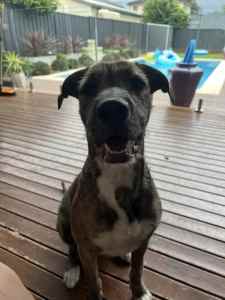 Free 9 month old large breed dog