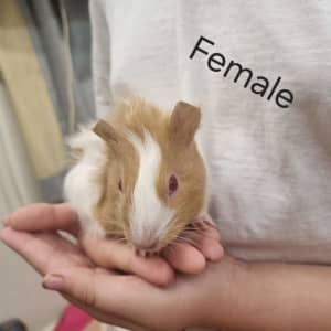 Guinea pigs for sale 6 weeks old