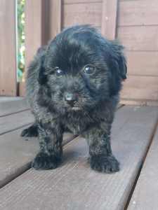 Toy moodle female puppy 8 weeks old ready to go now
