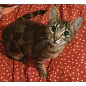 9515 : Beetle - CAT for ADOPTION - Vet Work Included