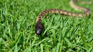 Black headed python male