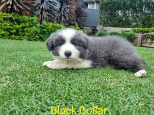 Beautiful Border Collie Puppies For Sale Ready To go 