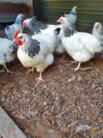 Sussex Lite Chickens (Quality Hens & Roosters)