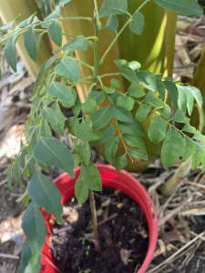 Curry leaf