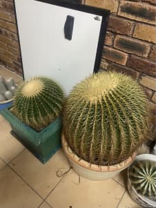 Golden Barrel Cactus (price in description)