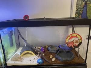 Hermit crab tank and accessories