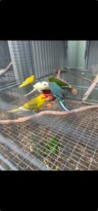 Kakariki birds for sale 