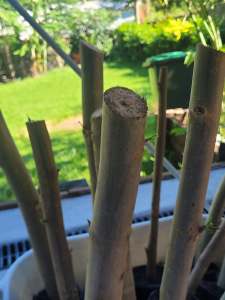 Moringa (drumstick) plant
