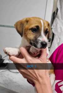 EOI Pure bred Jack russell puppies 