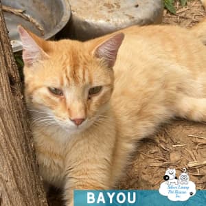 Bayou - ginger boy - is looking for his Silver Lining