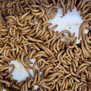 Live mealworms 1kg $65 free shipping meal worms 
