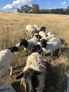 Dorpers and Australian / Aussie white sheep for sale