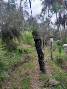 Rescued Grass Trees-Various Sizes