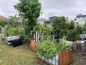 Vege pods ($100 ono), various fruit trees, herbs and veges.