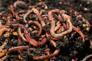 1000 Composting Worm starter kit plenty of eggs - New worm farm