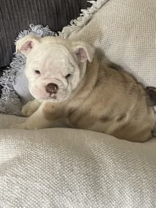 ONE Gorgeous 16- week-old English Bulldog