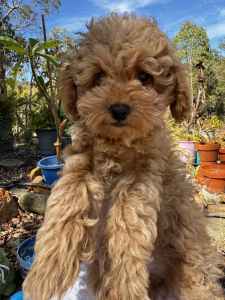 Toy Poodle Puppies. Purebread. Ready NOW!