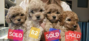 Ready to go home Now Cavoodle Puppies - 1 Boy left