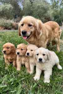 Pure breed golden retriever puppy with DNA test