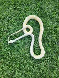 Albino darwin python 