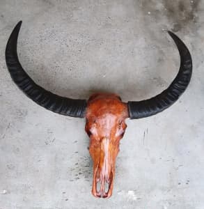 NT buffalo skull and horns