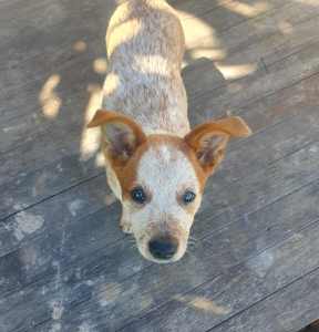 Purebred Cattle Dog Pup for sale🐶