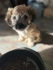 Toy Moodle / Maltipoo , Puppy ! Ready for adoption now