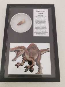Dinosaur Fossil - Spinosaurus Tooth