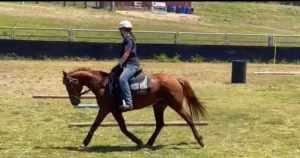 Placid mare QH X ASH, 15 y.o, 14.1hh chestnut Not a beginners horse.