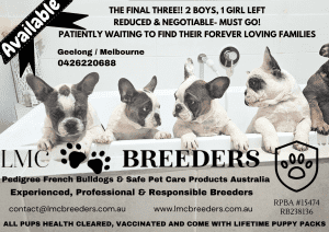 French Bulldog puppies- REDUCED