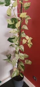 Stunning Marble Queen Pothos Plant in a Self Watering Pot