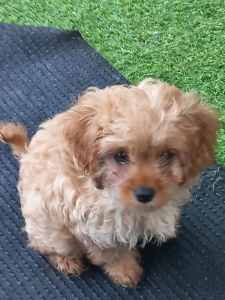 Cavoodle Toy Puppy, First Generation, For Sale