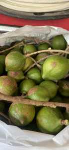 Organic macadamia nuts and plants