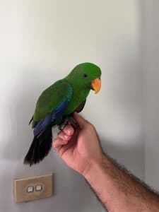 Baby Eclectus male