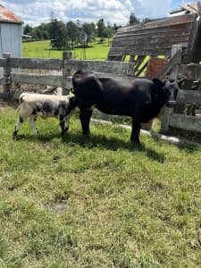 Angus cows PTIC with calf at foot