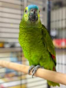 Hand Raised Blue Fronted Amazon Plus Cage And Extras 