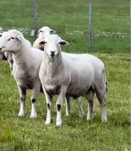 Australian White rams: Quality shedding rams