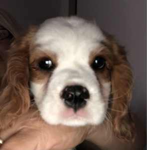 CAVALIER King Charles PUPPY
