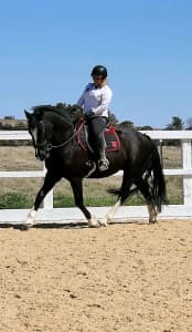Horse training, horse therapy or rehabilitation 