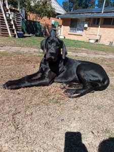 Registered Great Dane puppies for sale